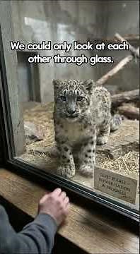 A Snow Leopard Changed My Life🐆❄️#snowleopard#wildlife#fyp#animalrescue#