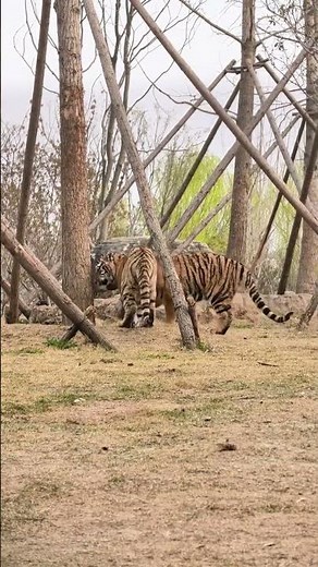 How Tigers Sharpen Their Claws – The Hidden Secrets