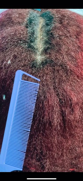 Stunning Red Knotless Braids in Halifax: A Braiding Masterpiece