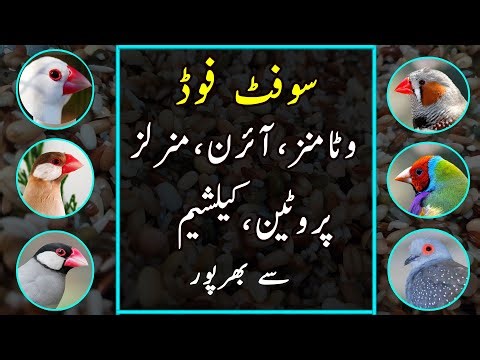 Healthy Soft Food for Java, Dove, Finch & Related Mutations | Urdu/Hindi | Lodhi Birds