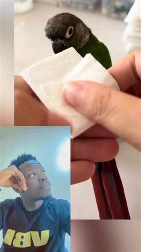 141K views · 33K reactions | Si ont me disait que les oiseaux 礪 portaient couche j’allais pas croire…! | Serge Ankon | Facebook