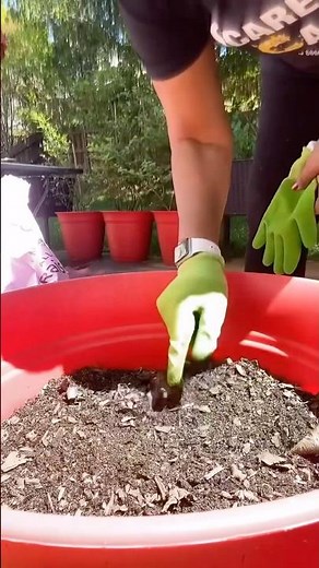 The Container Gardening Soil Secret (Stop Wasting Money!)