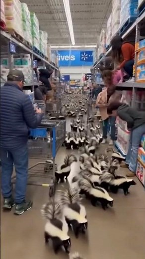 Shoppers panic as skunks invade Blue Ridge Walmart