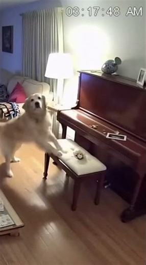Golden Retriever Plays Piano at 3AM