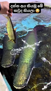 So aggressive 😳 Educational purpose only... # Video credit to original owners of this video... #fypシ゚viralシfypシ゚viralシalシ #viral | විශ්ව පියස-Vishwa Piyasa