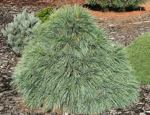 Pinus x schwerinii 'Wiethorst' Hybrid Pine