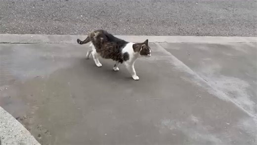 Larry is 19. Loads wondering about his fur. That's what happens when they get old; they struggle to look after their coat. Looks like he's had a good old life.