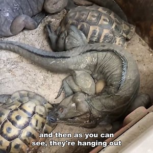 10K views · 469 reactions | Can Lizards & Tortoises Live TOGETHER? | Kamp Kenan | Facebook