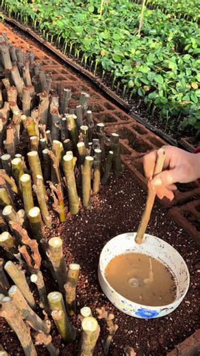 Raspberry cuttings#farming#enjoyrurallife##rurallife#vegetables #freshly#agriculture#plants #garden