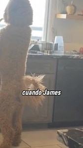 2.5M views · 10K reactions | ¡Descubre el Futuro con la Inteligencia Artificial!  https://hotm.art/inteligenciaartificialchatgpt El dueño de este perro estaba a punto de devolverlo al refugio de animales, pero descubrió algo que lo hizo llorar de inmediato. #truestory #story #history #perros #historiareales | Cuentos de la Vida | Facebook