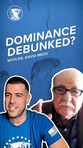 Ask The Pack Leader Special Episode w/ Dr. David Mech: Tomorrow, Wednesday, April 4 at 12pm ET on YouTube. When I started my career walking packs of dogs all over Hoboken, NJ, I realized I needed to make a business name to become an official business. I was with a PACK, I lead them as a LEADER all over and they were DOGS. Literally sitting on my couch one day I made the business name and registered it. Little did I know that for the next 14 years I would regularly be told that I was following a 