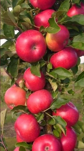 Growing Apple Trees from Store-Bought Apples