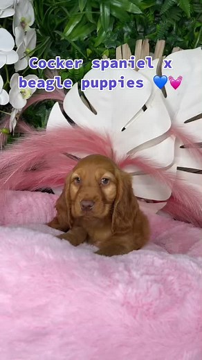 Adorable Cocker Spaniel x Beagle Puppies Available in Narellan
