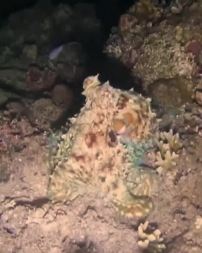 Oktopus #fyp #viral #viralvideo #spearfishing #morningdive | Boss Maki