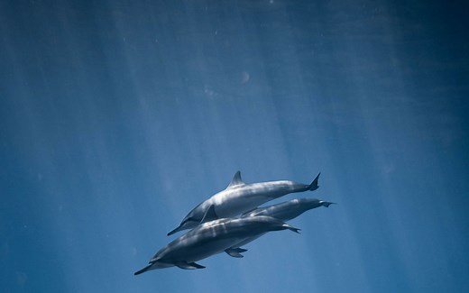 【试用】海豚调度器DophinScheduler