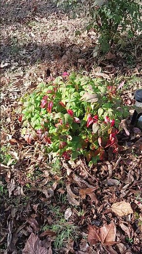 Nandina power, three different varieties full of colors! #evergreen #garden #greenplants #nandina