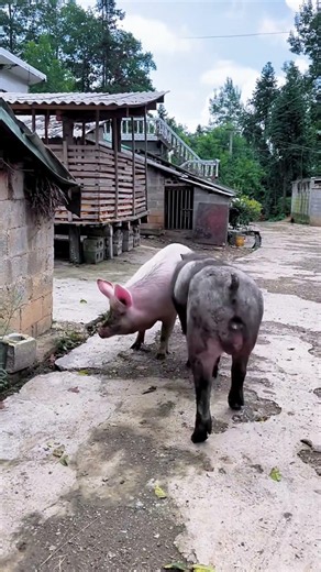 Escorting the Swine Line@ 33