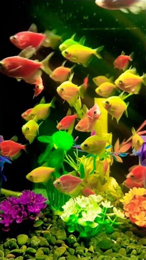 colorful fish #fishvideo #shorts #ikan