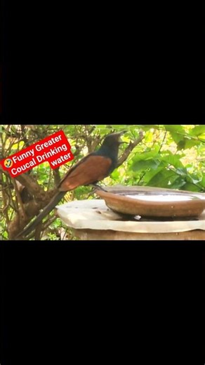 Greater Coucal|Bird drinking water||Funny greater Coucal||Water arrangement for birds in farm house