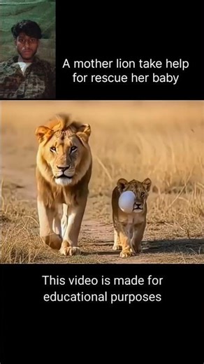 Baby lion rescue from rescue moments 🙏🙏#shorts @RescueMoments_1345