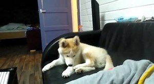 So cute! love love love... | Siberian Husky Lovers