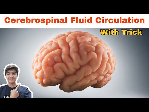 The Cerebrospinal Fluid Circulation | CSF Flow | Cerebrospinal Fluids Flow with Mnemonic