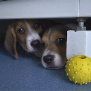 42K views · 51 shares | In a world first, a Chinese company is making...