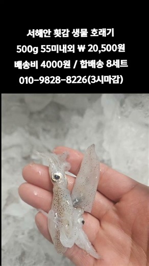 [똑손산지직송]서해안 횟감 생물 호래기