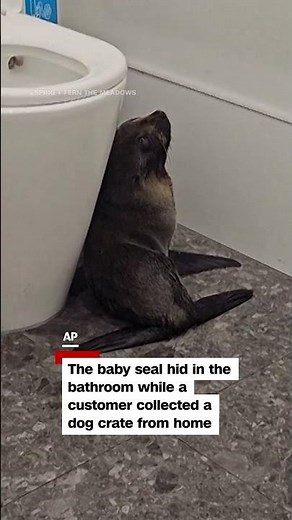 Baby seal wanders into a bar