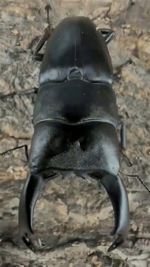 #insect #nature #insects #naturephotography #macro #wildlife #bug #butterfly #naturelovers #bugs #wildlifephotography #insectphotography #entomology #animals #animal #bee #closeup #butterflies #summer #beautiful #garden #fbreels #reelsvideo | PuthY DIY