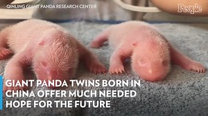 Giant Panda Twins Born in China Offer Much Needed Hope For the Future