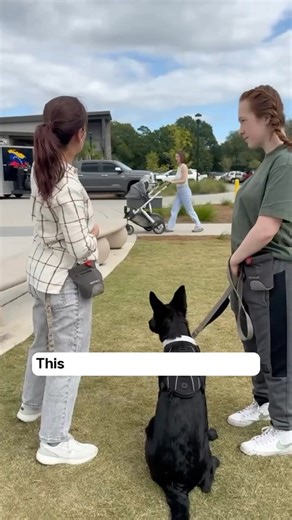 Day 2: Public Access Training with Mavis 🐕 Mavis, our four month old service dog in training, hit a public park for a real world desensitization session! The Challenge: A park full of children, cars, and dogs is highly stimulating for Mavis, making it hard for her to settle. The Goal: Teach her that distractions are neutral. We reward her for checking in with Camden instead of reacting to stimuli. Through redirection and positive reinforcement, Mavis is learning to stay calm and focused in a bu