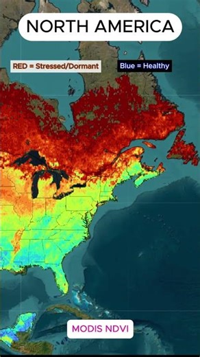 🛰️ North America From Space! MODIS NDVI Vegetation Map 🌱 #Weather #Satellite #datavisualization