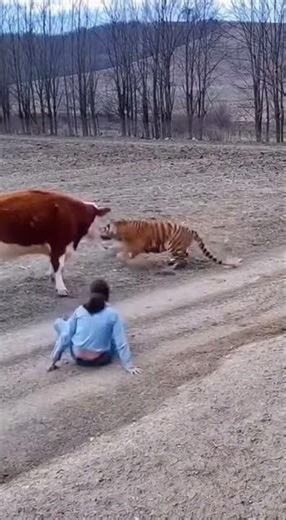 "Heroic Cow Saves Woman from Tiger Attack! 🐅🐄 | Incredible Wildlife Rescue" #TigerAttack