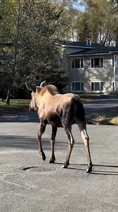 Oop, watch yer step. 🎥@theamazingjurassicjspidey79 #moose #mooseontheloose | Moose Land
