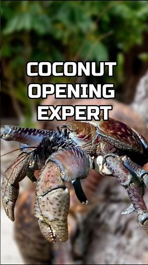 COCONUT OPENING EXPERT #coconutcrab #crab