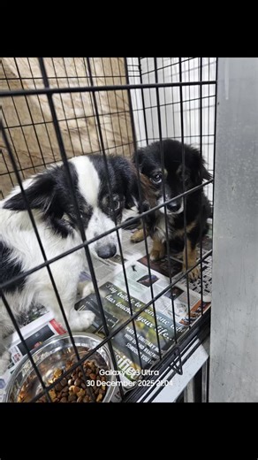 Love for Paws TT 🐾 on Instagram: "Ending the year with purpose, unity, and another life saved. 🌟 These doggies were posted last week after being dumped at the bird sanctuary and tonight, teamwork made all the difference! At around 6:45pm today we received a call from @dog_father_rescues , who usually rescues independently, asking for an extra hand or a net borrowed. They indicated that one of the dogs were safely rescued by them but black and white doggie proved to be extremely skittish and al