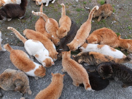 Visit the “Cat Islands” of Japan, Where Felines Outnumber Humans