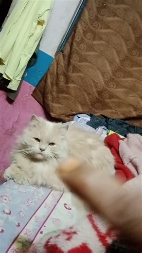 good morning 🌞🌞🌞🌞 Billu ji