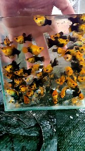 Molly Golden black or Gold dust molly fish #ballonmolly #mollybreeder | Arthur Fishmaker