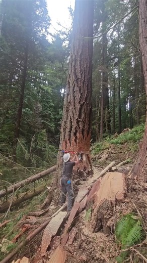 #gianttree #treefelling #woodworking #bigtreeremoval #loggerlife #logging