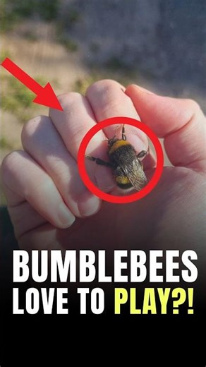 Do Bees Engage in Play? 🐝