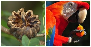 Exploding Hura - a cute pumpkin with spikes that hurts and kills (10 photos   1 video) » Nevsedoma