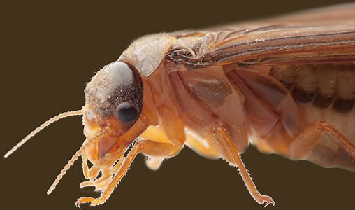 BuildShield Termite Protection