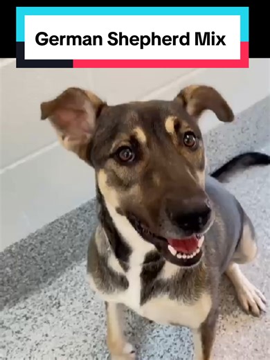 Adopt CYPRESS: Urgent Need for a Forever Home!