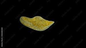 Black Sea plankton and zooplankton under a microscope, marine flatworm from the Acoela class, the Convolutidae family, possibly the species Convoluta convoluta, feeds on young settling mussels and
