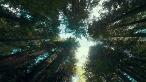 Download Time lapse clouds travel over giant red wood trees in a Humboldt forest. for free