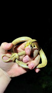 Florida Everglades Encounters: Alligators, Snakes & Owls