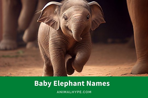 224 Adorable Baby Elephant Names for Your Little Jumbo - Animal Hype