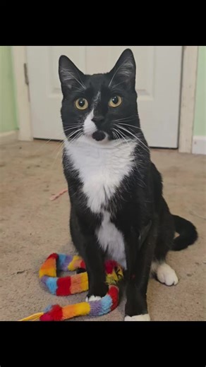 Blossom loves her treats! #cattok #tuxedocatsoftiktok #tudexocat #cat #fyp